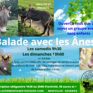 Balade avec les ânes